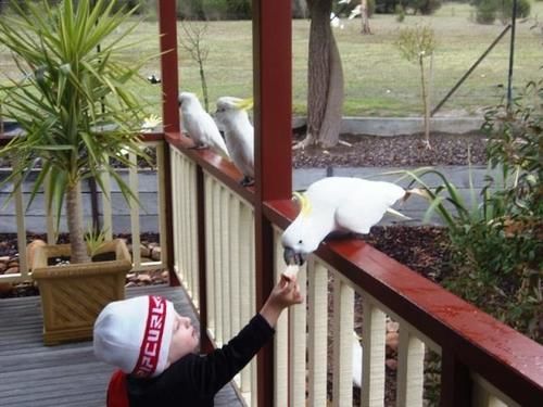 Halls Gap Valley Lodges Ngoại thất bức ảnh